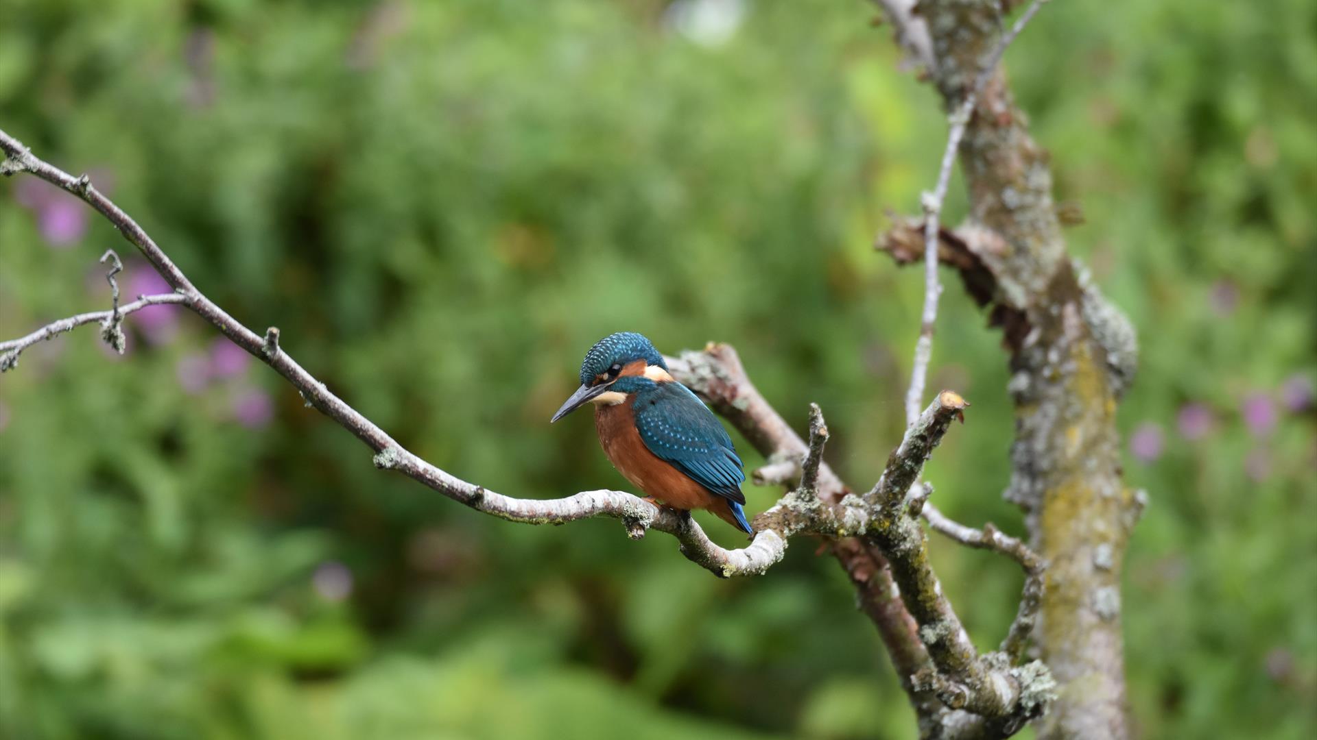 Kingfisher on branch of tree