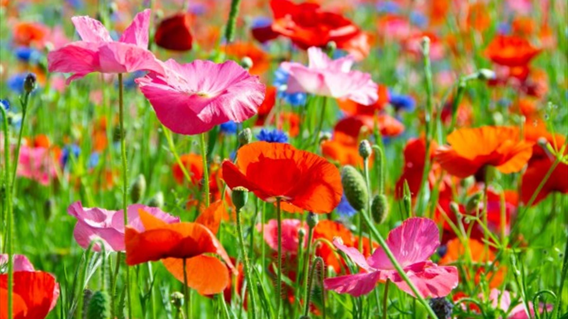 Image is of colourful wildflowers in a field