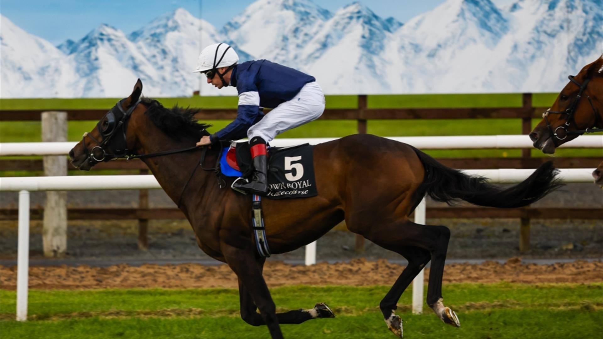 Jockey wearing navy and white on horse with snow capped mountains in the background