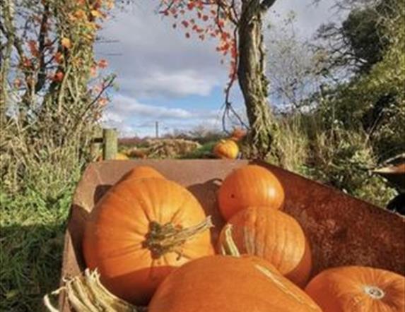 Image is of pumpkins in a wheelbarrow at Blackberry Farm Lisburn