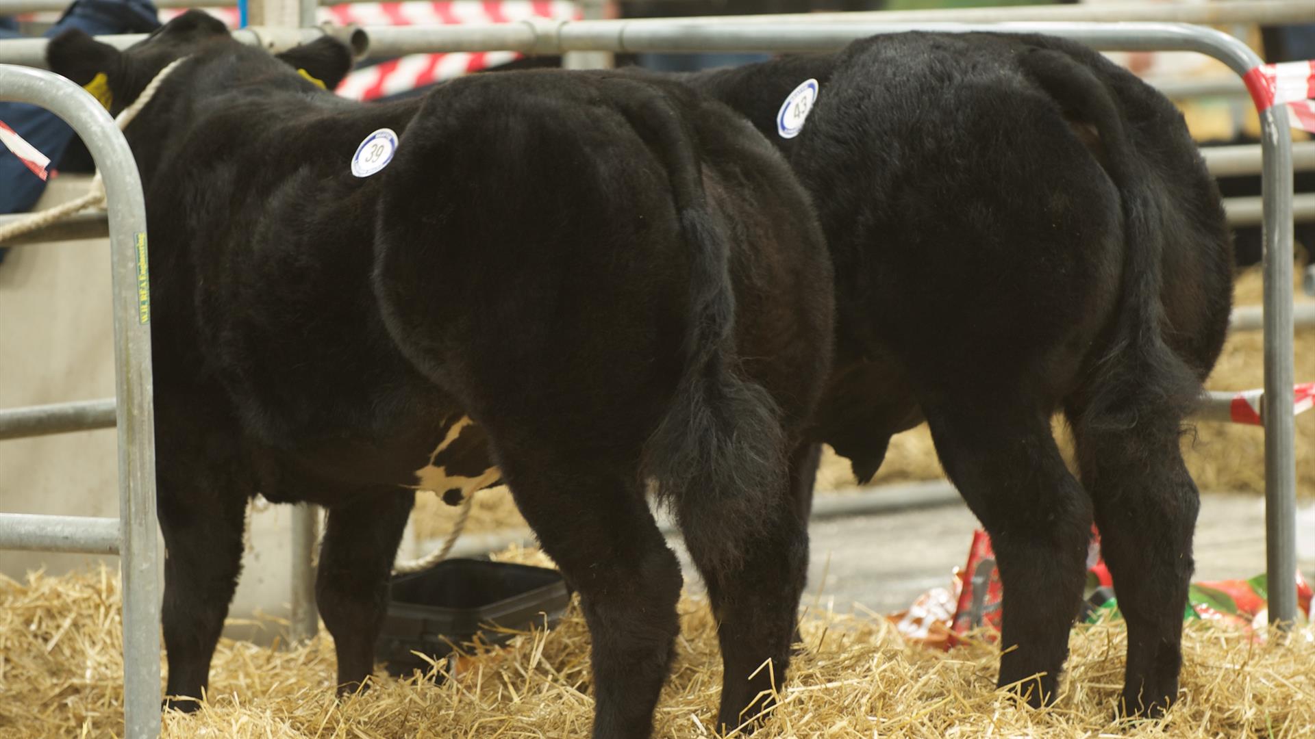 Image is of 2 cows in a pen at an agricultural show in the Eikon Exhibition Centre Lisburn
