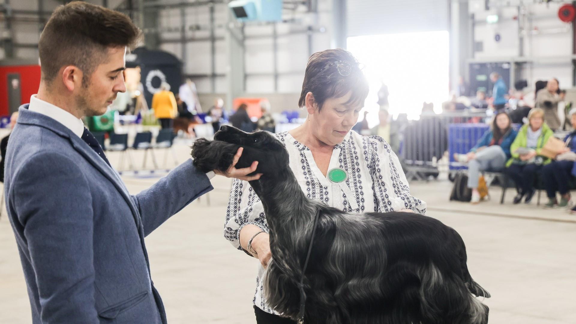 Judges judging a dog at the Belfast Dog Show